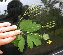 Attēlu rezultāti vaicājumam “Chelidonium majus leaf”
