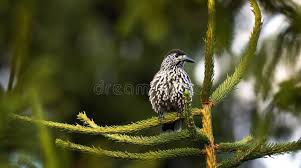 Attēlu rezultāti vaicājumam “Nucifraga caryocatactes adult”