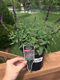 Attēlu rezultāti vaicājumam “Salvia nemorosa fruit”