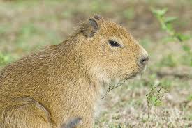 Attēlu rezultāti vaicājumam “Capra juvenile”