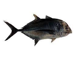 Image result for Caranx ignobilis