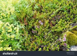 Attēlu rezultāti vaicājumam “Empetraceae”