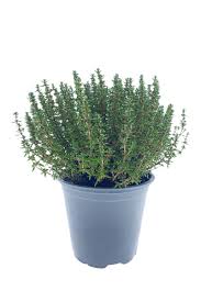 Image result for Thymian
