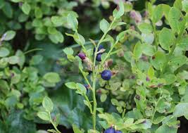 Attēlu rezultāti vaicājumam “Vaccinium myrtillus”