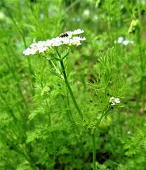 Image result for Kerbel