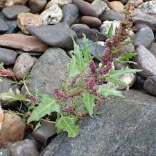 Attēlu rezultāti vaicājumam “Chenopodium rubrum leaf”