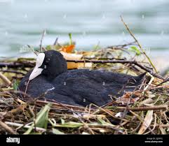 Attēlu rezultāti vaicājumam “Fulica atra nest”