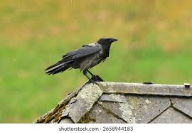 Attēlu rezultāti vaicājumam “Corvus cornix”