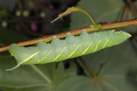 Attēlu rezultāti vaicājumam “Mimas tiliae”