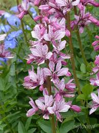 Image result for Diptam