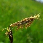 Attēlu rezultāti vaicājumam “Carex lasiocarpa male flower”