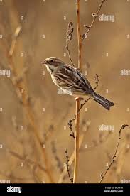 Image result for Emberiza pallasi