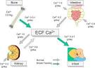 <b>calcium metabolism</b> during