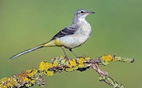 Attēlu rezultāti vaicājumam “Motacilla citreola male”