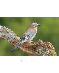 Attēlu rezultāti vaicājumam “Garrulus glandarius adult”