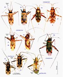 Attēlu rezultāti vaicājumam “Phytocoris sp.”