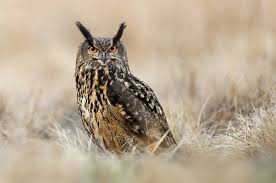 Attēlu rezultāti vaicājumam “Bubo bubo”