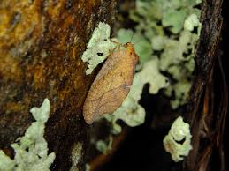 Attēlu rezultāti vaicājumam “Drepanepteryx phalaenoides”