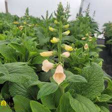 Attēlu rezultāti vaicājumam “Digitalis purpurea fruit”