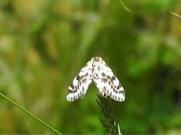 Attēlu rezultāti vaicājumam “Abraxas grossulariata imago”