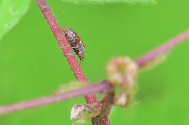 Attēlu rezultāti vaicājumam “Kleidocerys resedae imago”