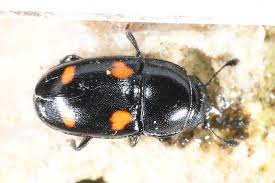 Attēlu rezultāti vaicājumam “Glischrochilus hortensis”