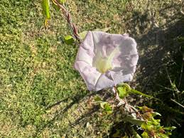 Attēlu rezultāti vaicājumam “Calystegia sepium”