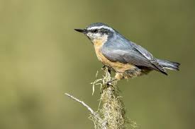 Image result for Sitta canadensis