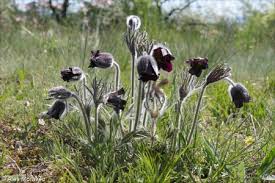 Attēlu rezultāti vaicājumam “Pulsatilla pratensis fruit”