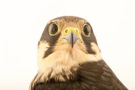 Attēlu rezultāti vaicājumam “Falco subbuteo”