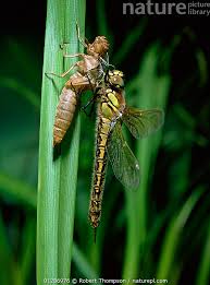 Attēlu rezultāti vaicājumam “Brachytron pratense”