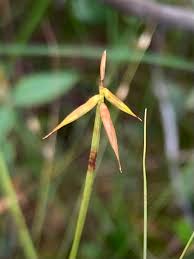Attēlu rezultāti vaicājumam “Carex pauciflora”