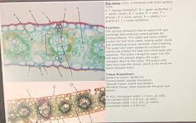 Attēlu rezultāti vaicājumam “Zea mays leaf”