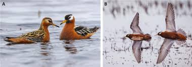 Attēlu rezultāti vaicājumam “Phalaropus fulicarius adult”