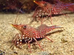 Attēlu rezultāti vaicājumam “Crustacea”