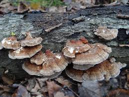 Attēlu rezultāti vaicājumam “Trametes ochracea”