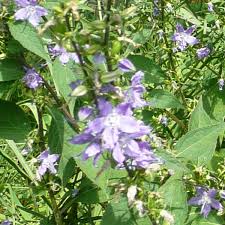 Image result for Campanula americana