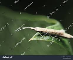 Attēlu rezultāti vaicājumam “Platyptilia gonodactyla imago”