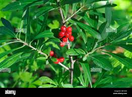 Attēlu rezultāti vaicājumam “Daphne mezereum fruit”