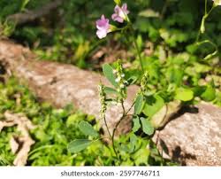 Attēlu rezultāti vaicājumam “Melilotus albus flower”