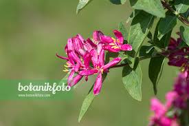 Attēlu rezultāti vaicājumam “Lonicera tatarica flower”