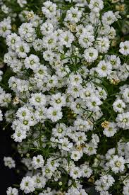 Attēlu rezultāti vaicājumam “Gypsophila muralis flower”