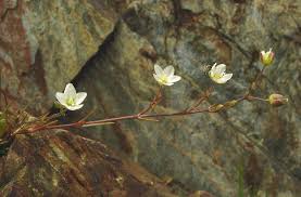 Attēlu rezultāti vaicājumam “Sagina nodosa”