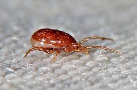 Attēlu rezultāti vaicājumam “Mesostigmata”