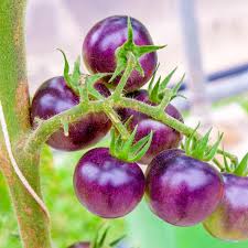 Afbeeldingsresultaat voor prudence purple tomato