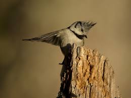 Attēlu rezultāti vaicājumam “Lophophanes cristatus adult”