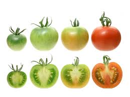 Bildergebnis für tomaten