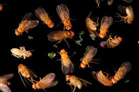 Attēlu rezultāti vaicājumam “Drosophila melanogaster”