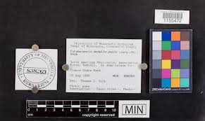 Attēlu rezultāti vaicājumam “Perenniporia medulla-panis”