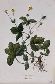 Image result for Geum urbanum
